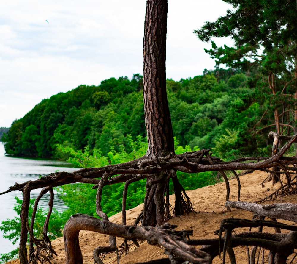 a bunch of trees that are next to a body of water