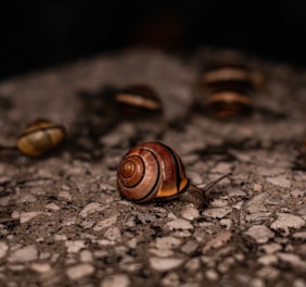 a close up of a snail on the ground