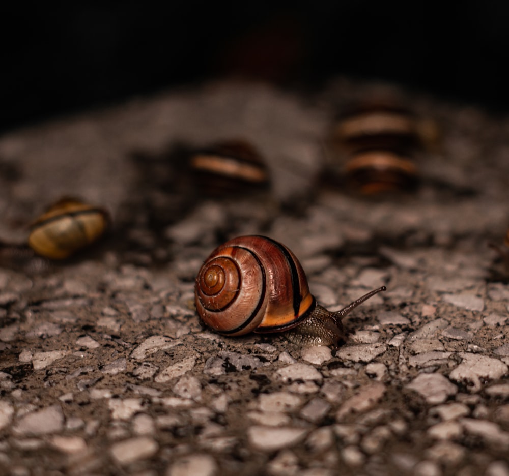 a close up of a snail on the ground