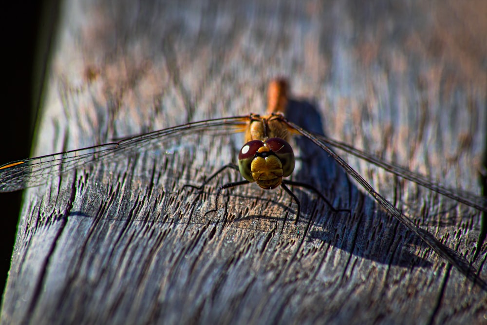 a close up of a dragon fly on a wooden surface