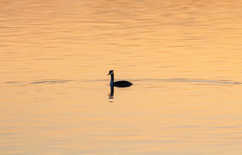 a duck floating on top of a body of water