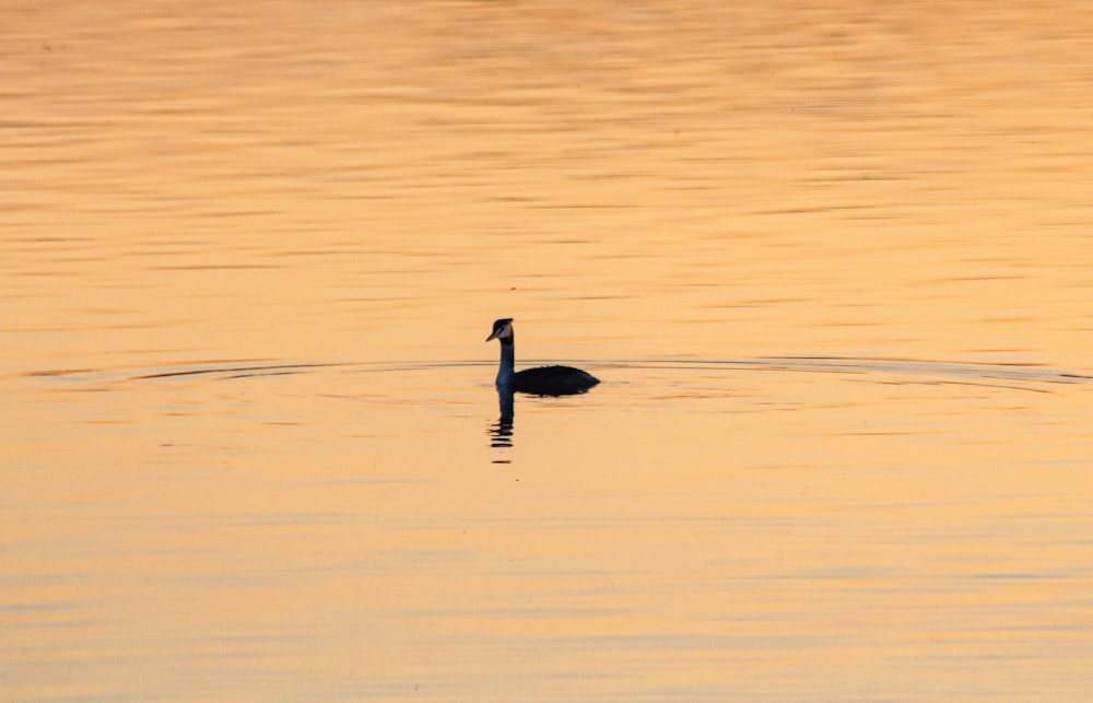 un canard flottant au-dessus d’un plan d’eau