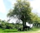 A lush green landscape featuring a prominent tree in the center surrounded by smaller trees. A black and white cow and its calf graze peacefully under the tree, set against a backdrop of bright, partly cloudy skies.