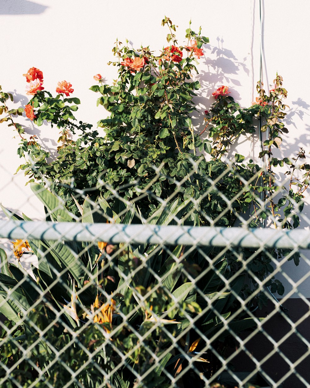 a bush of flowers behind a chain link fence