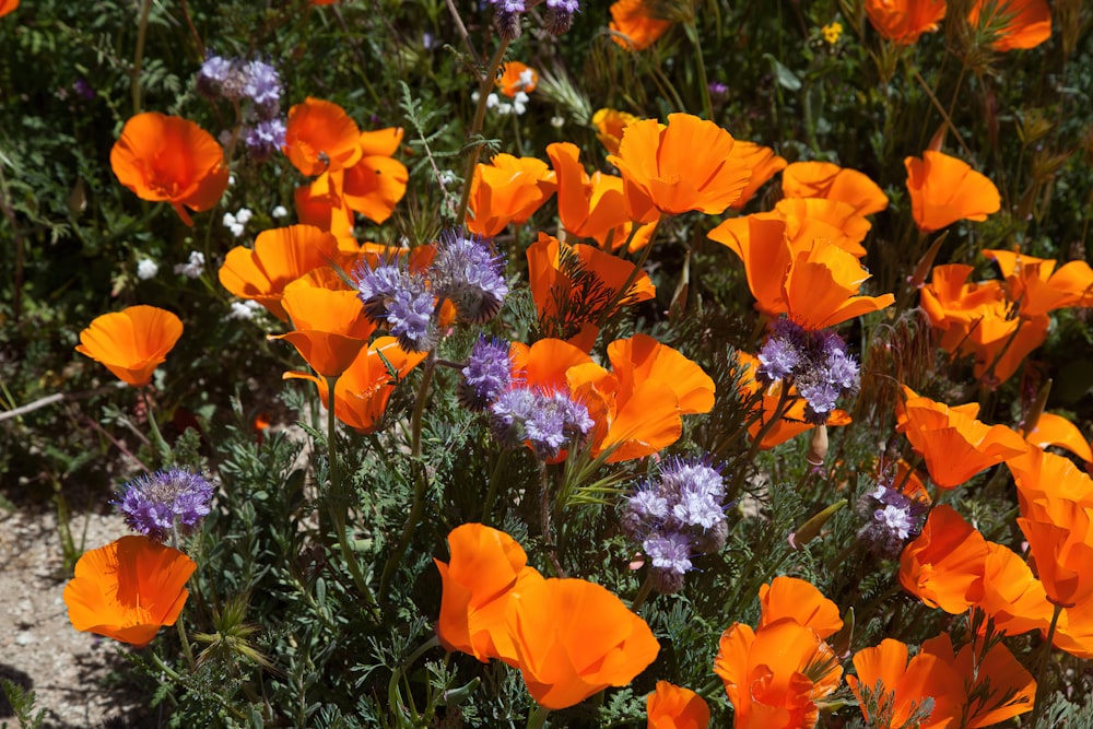 a field of orange and purple flowers