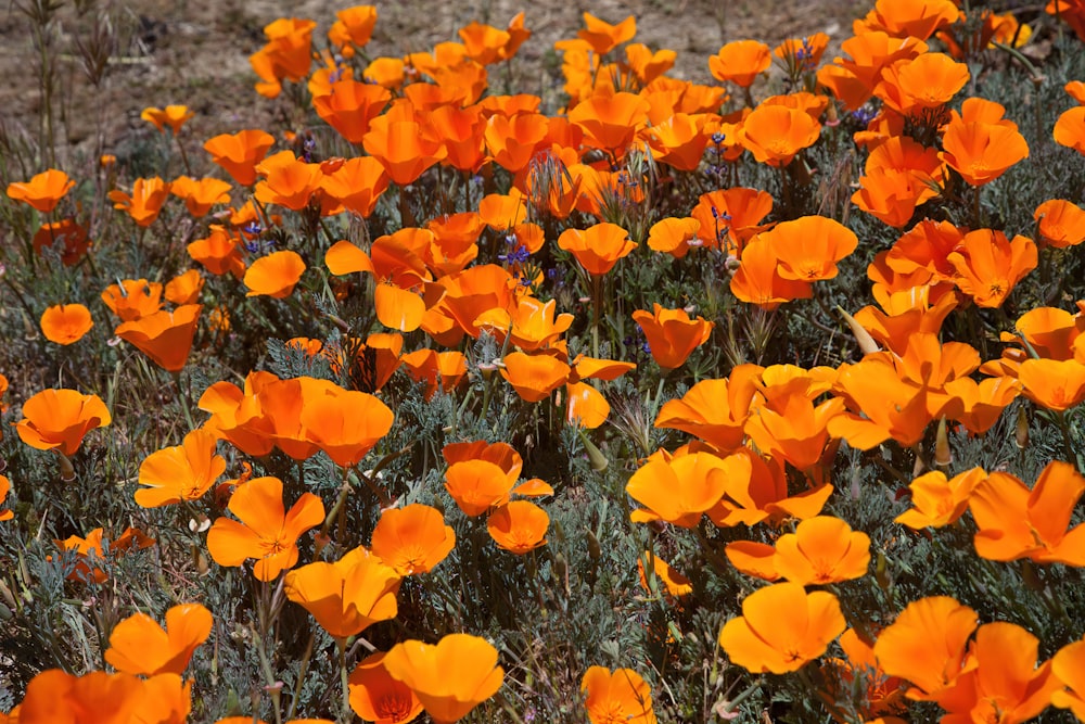 a field of orange flowers in the middle of a field
