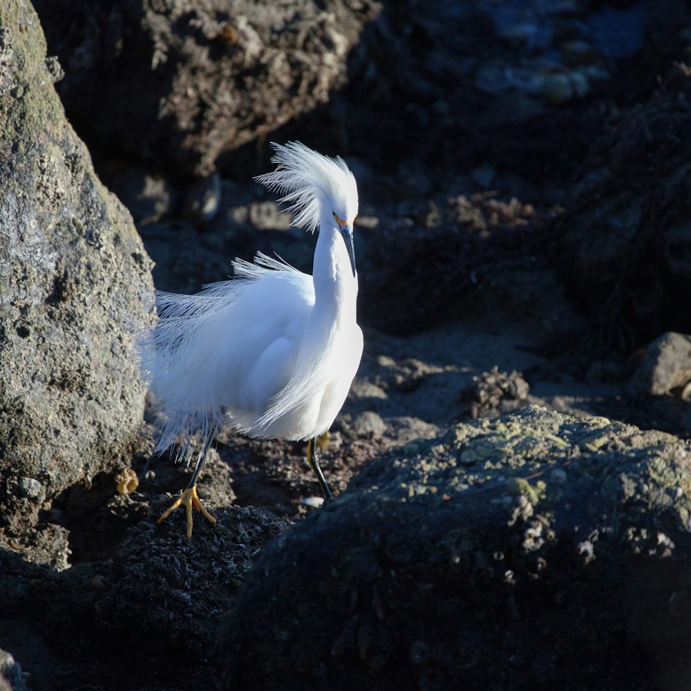 Ein weißer Vogel steht auf einigen Felsen
