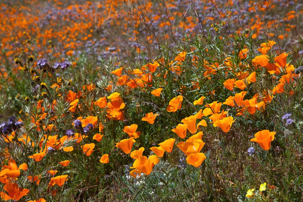 a field full of orange and purple flowers