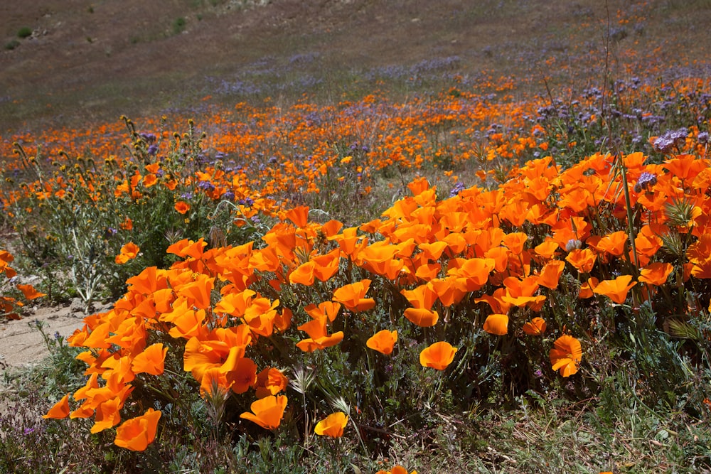 a field full of orange flowers with a hill in the background