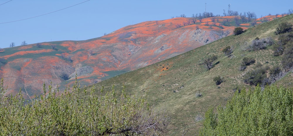 a view of a mountain with trees and bushes