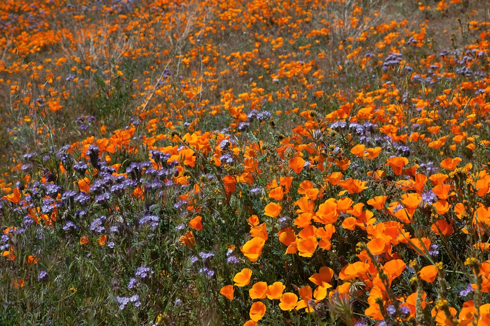 a field full of orange and purple flowers