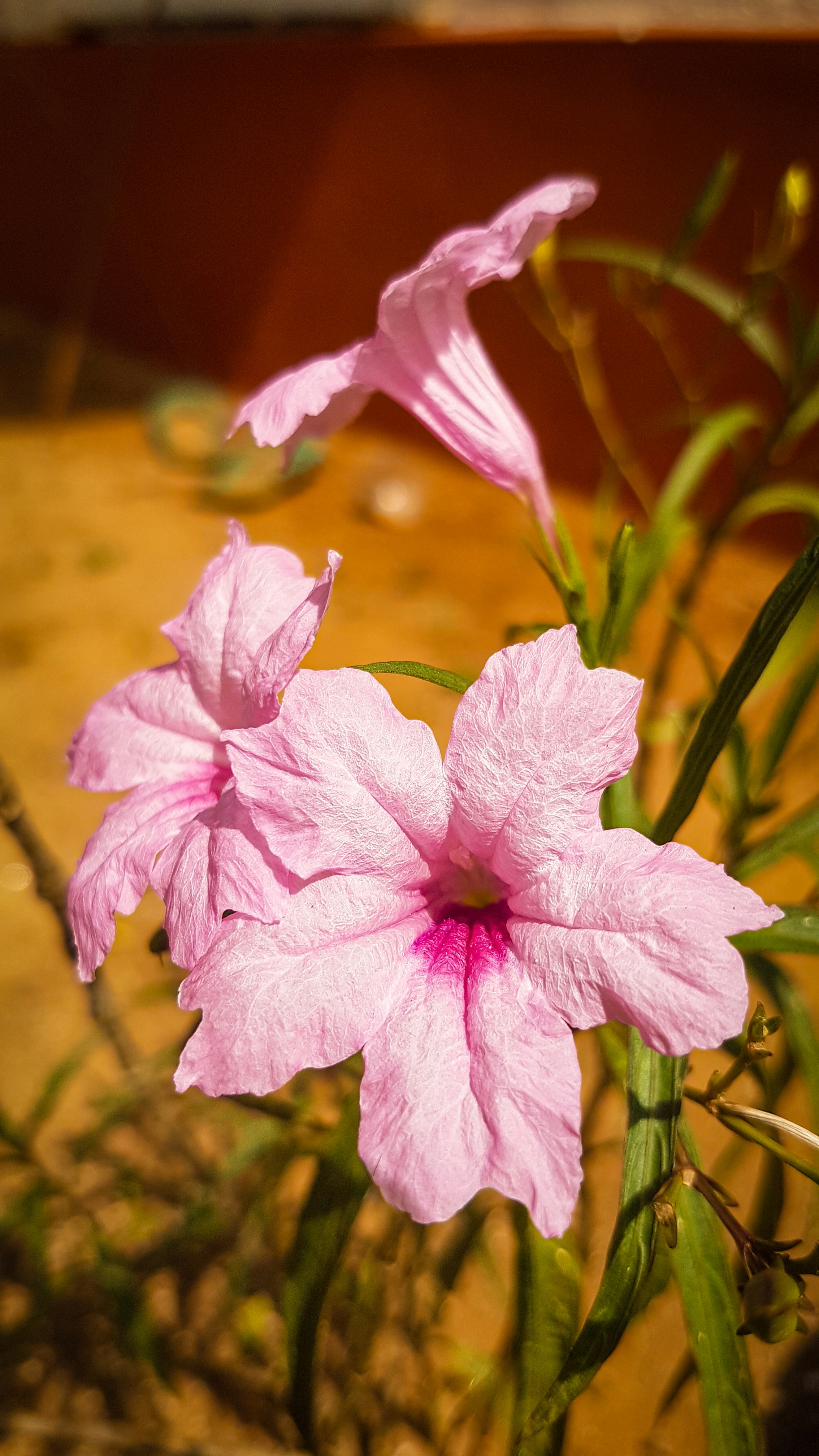 um close up de uma flor rosa em uma planta