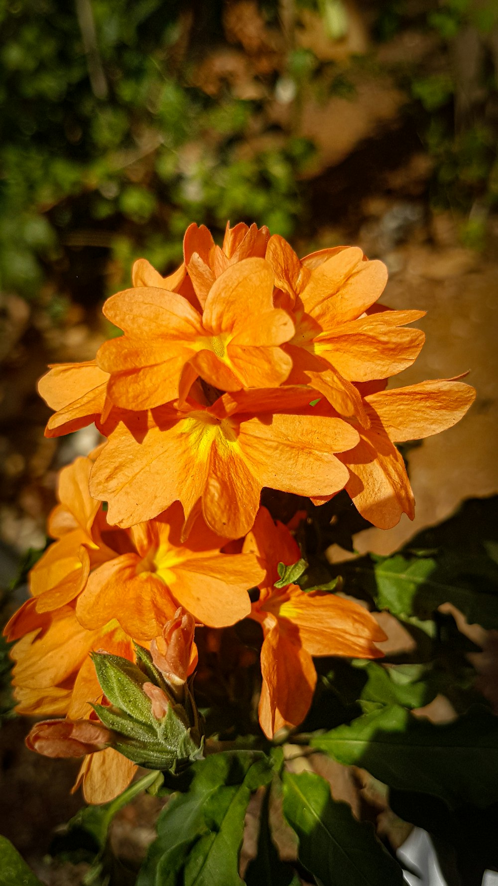 a close up of an orange flower in a garden
