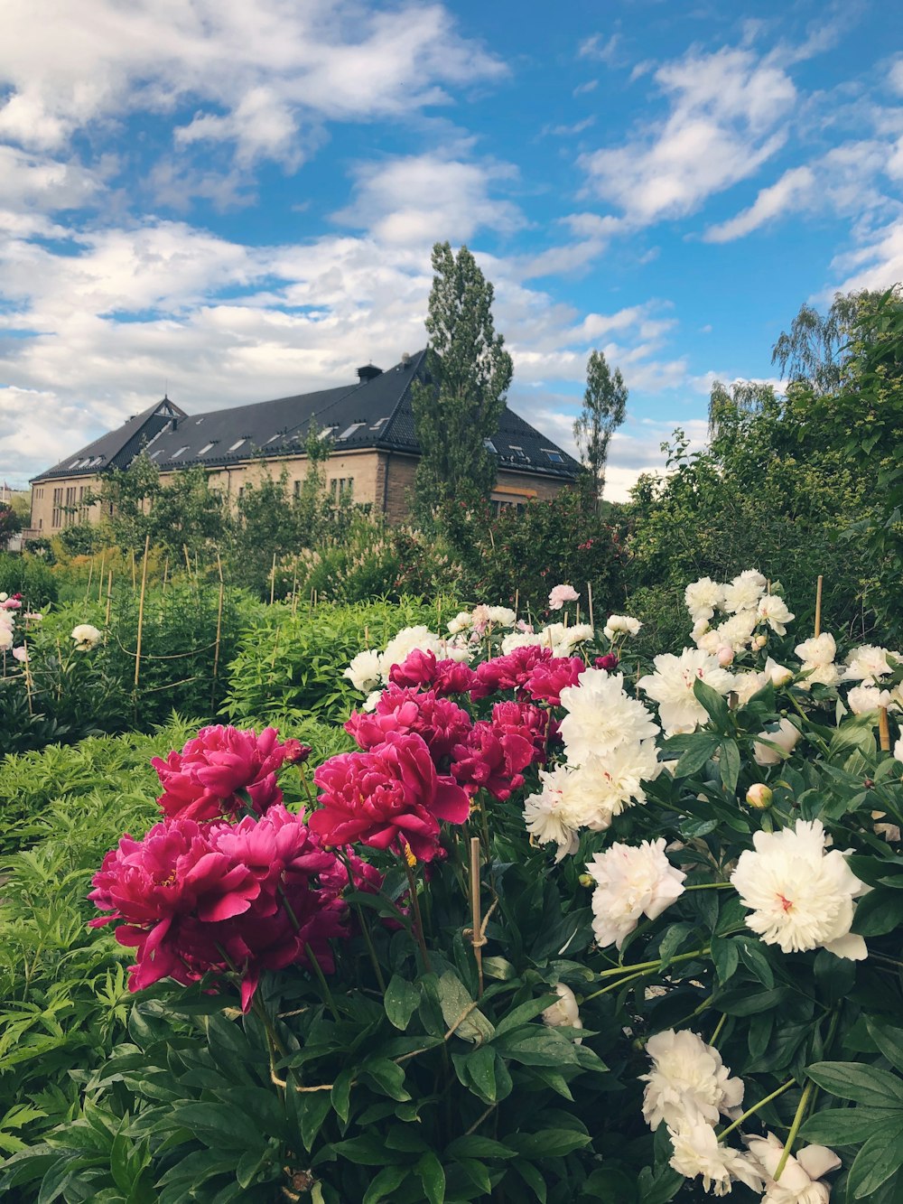 pink and white flowers in a garden with a house in the background