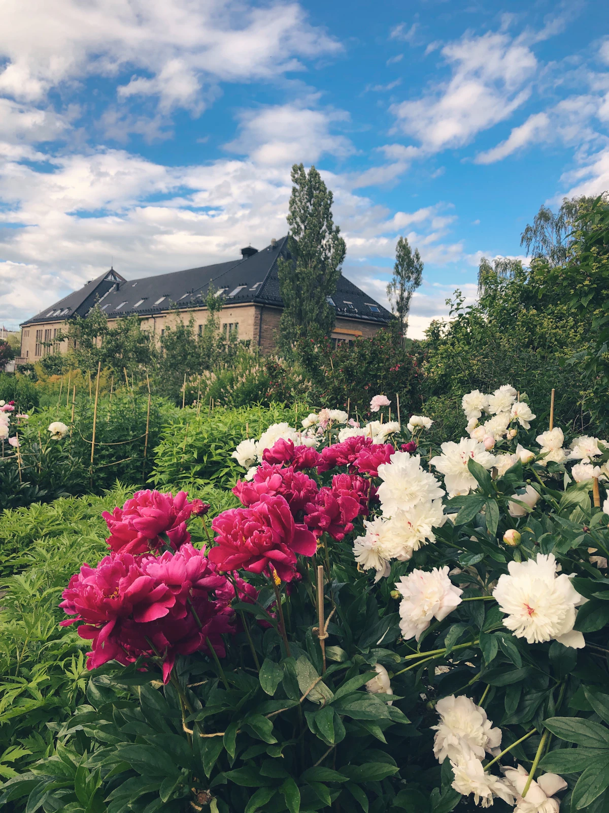 A flowering garden border beside a country house