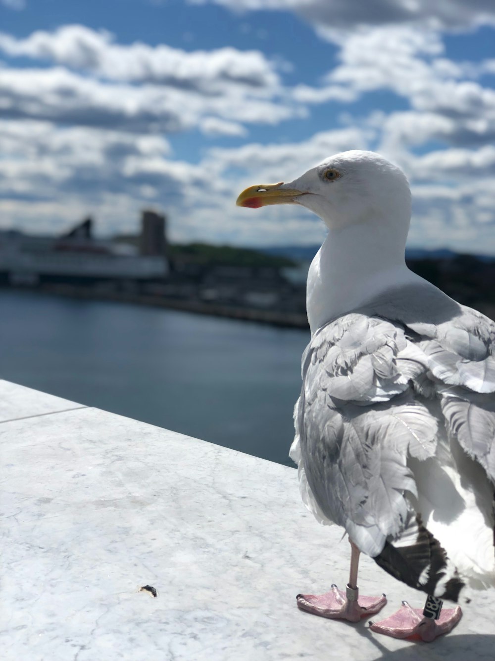 a seagull is standing on a ledge near the water