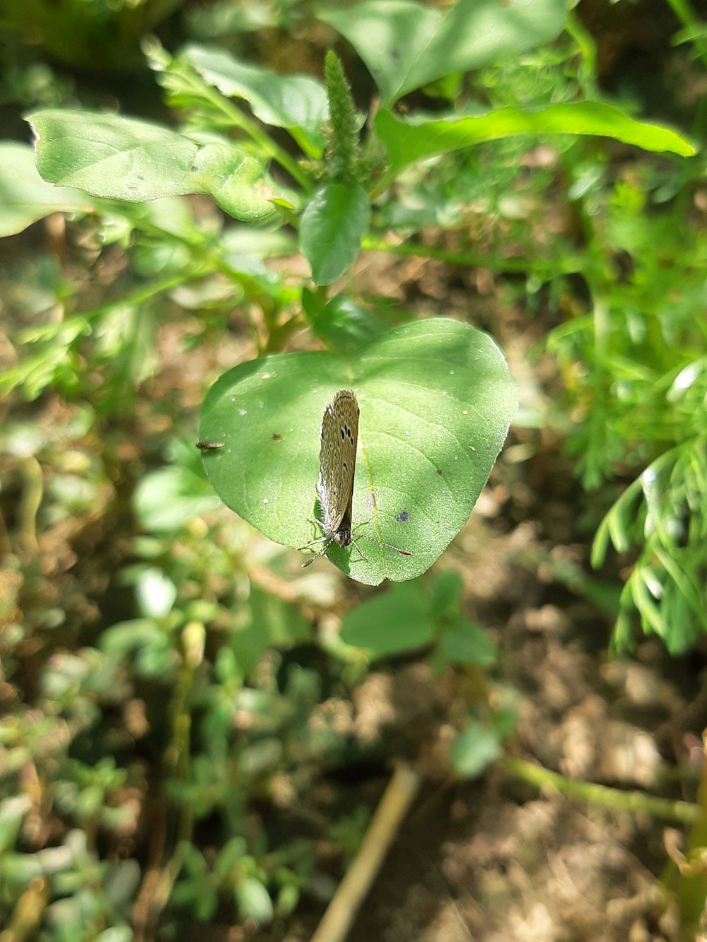 a bug crawling on a leaf in a garden