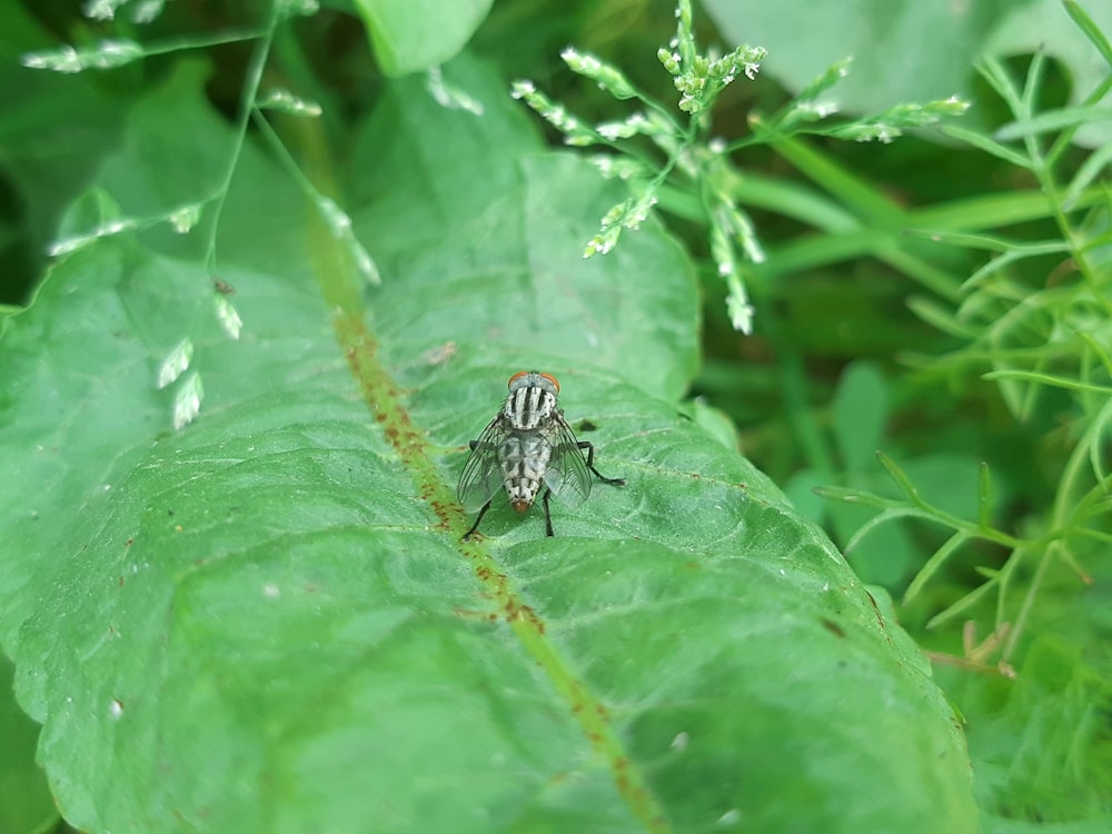 a fly sitting on top of a green leaf