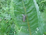 A close-up view of a fly resting on a large, vibrant green leaf surrounded by other foliage. The fly has distinct red eyes and detailed wing patterns. The leaf has visible veins and slight imperfections, such as small holes and spots.