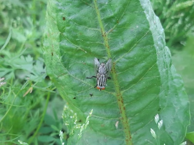 A close-up view of a fly resting on a large, vibrant green leaf surrounded by other foliage. The fly has distinct red eyes and detailed wing patterns. The leaf has visible veins and slight imperfections, such as small holes and spots.