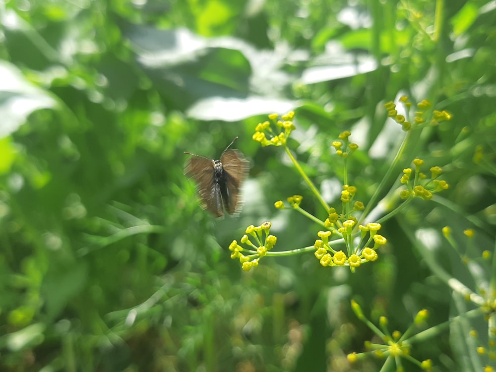 a small brown butterfly sitting on a yellow flower