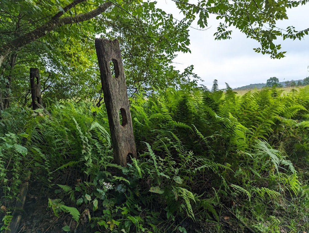 a tree stump in the middle of a lush green forest