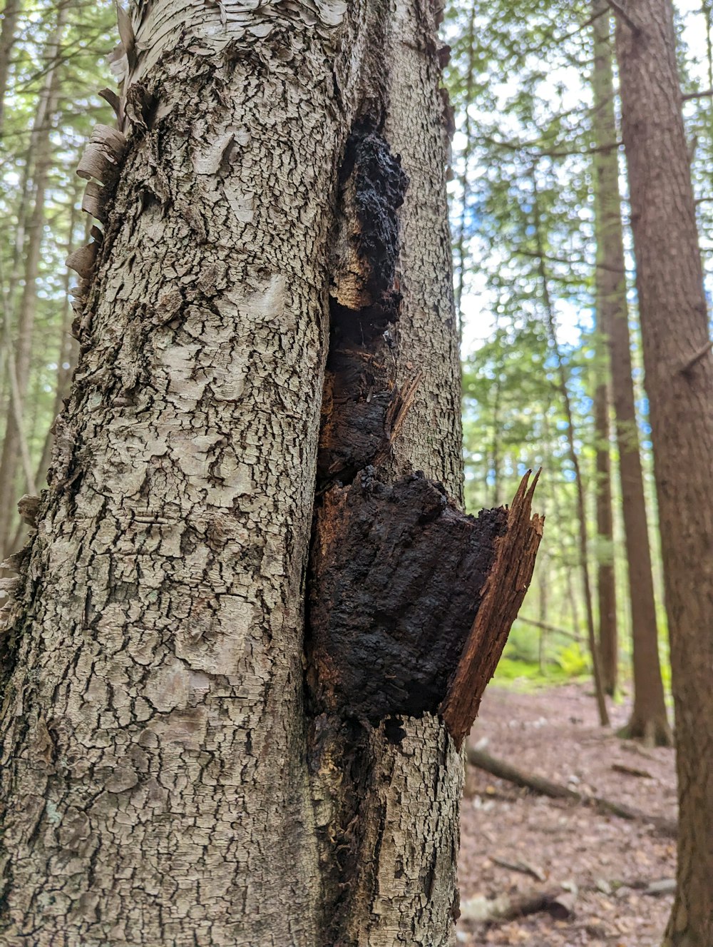 a tree that has been cut down in the woods