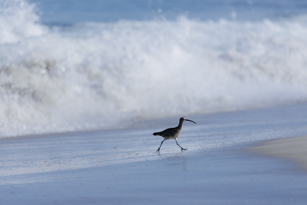 a bird walking along a beach next to the ocean