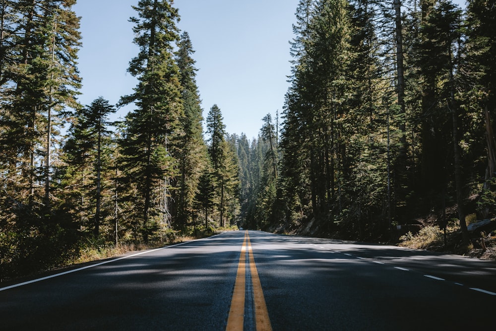 a road in the middle of a forest