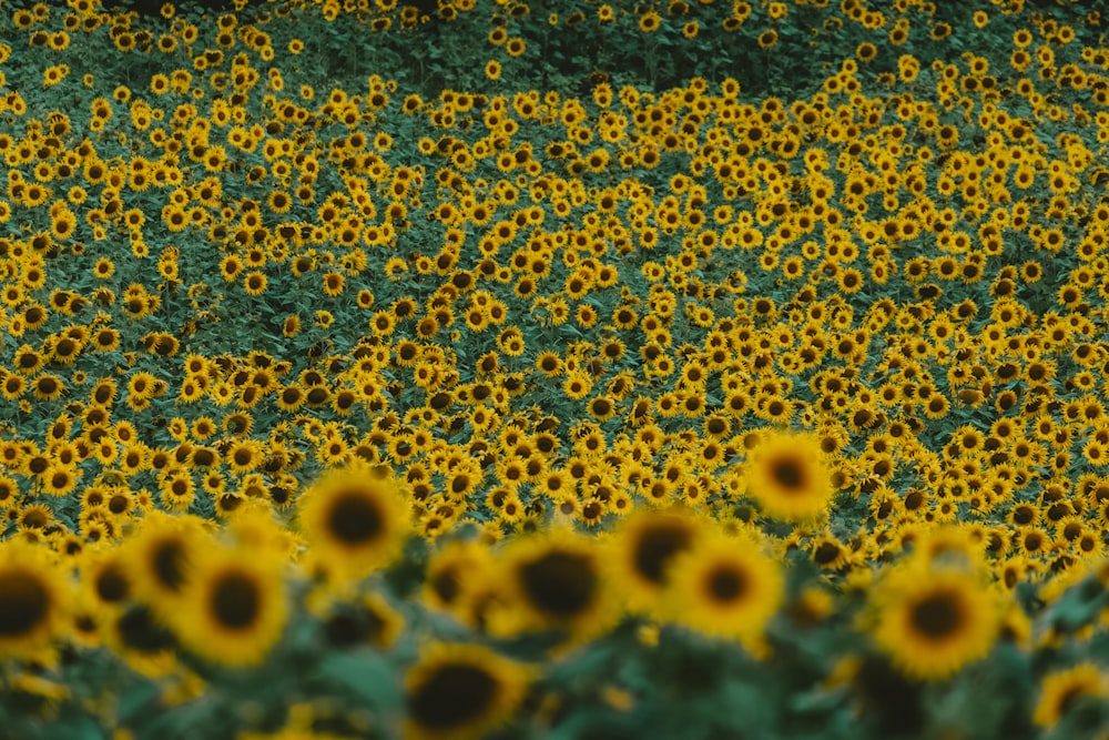 a large field of sunflowers in a field