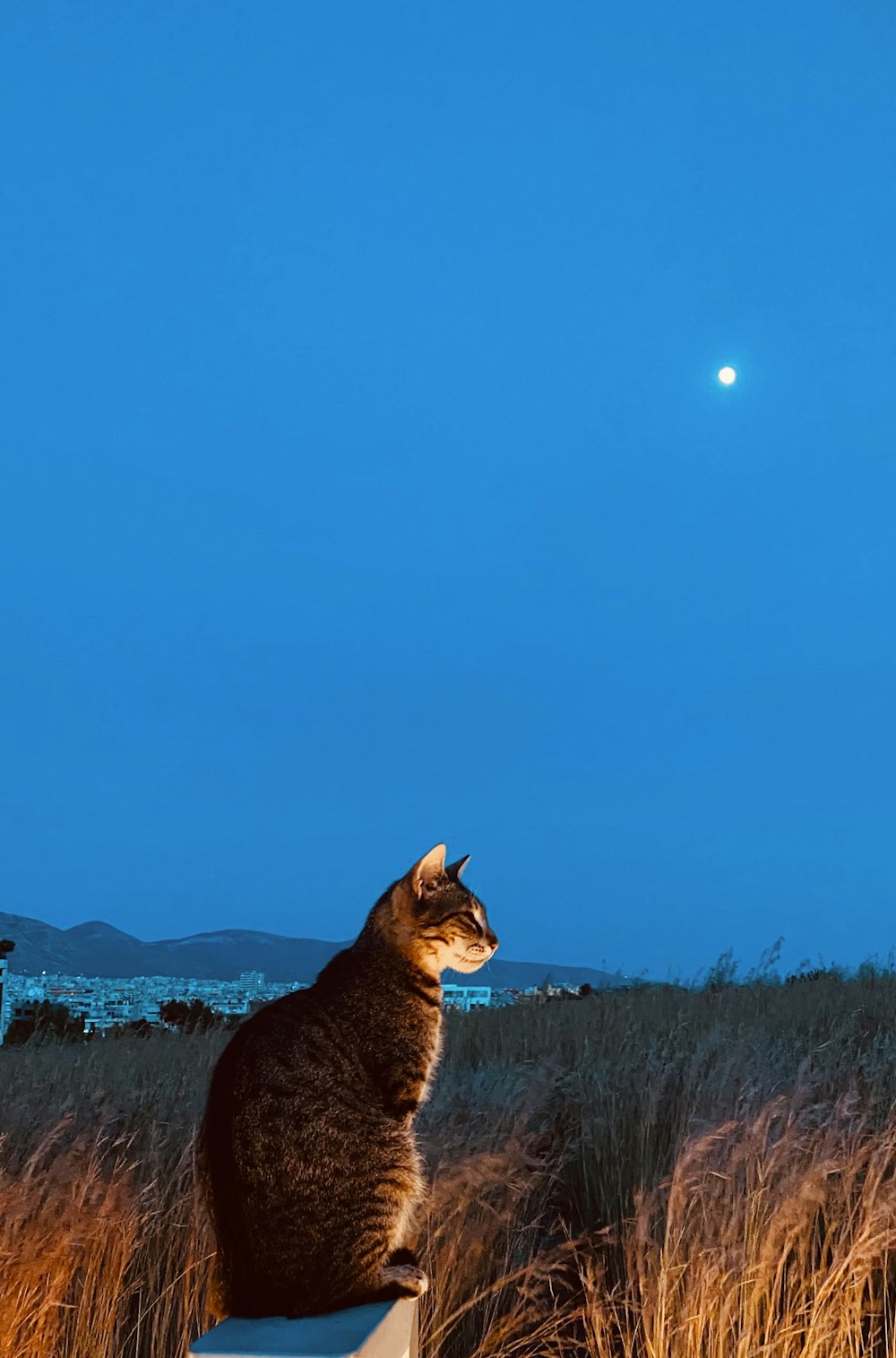 Eine Katze sitzt auf einem Felsvorsprung und schaut auf den Mond