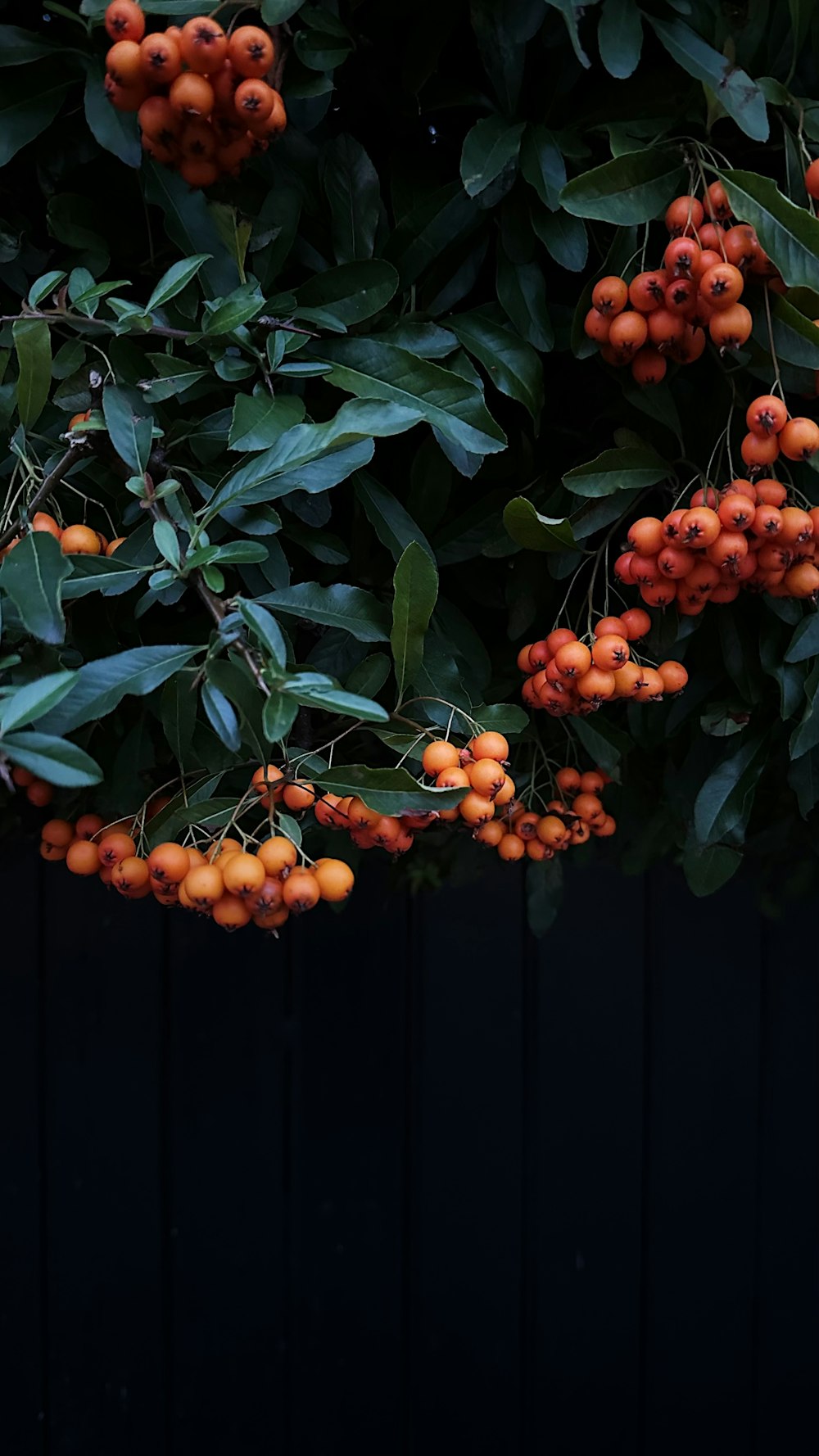 a bunch of oranges hanging from a tree