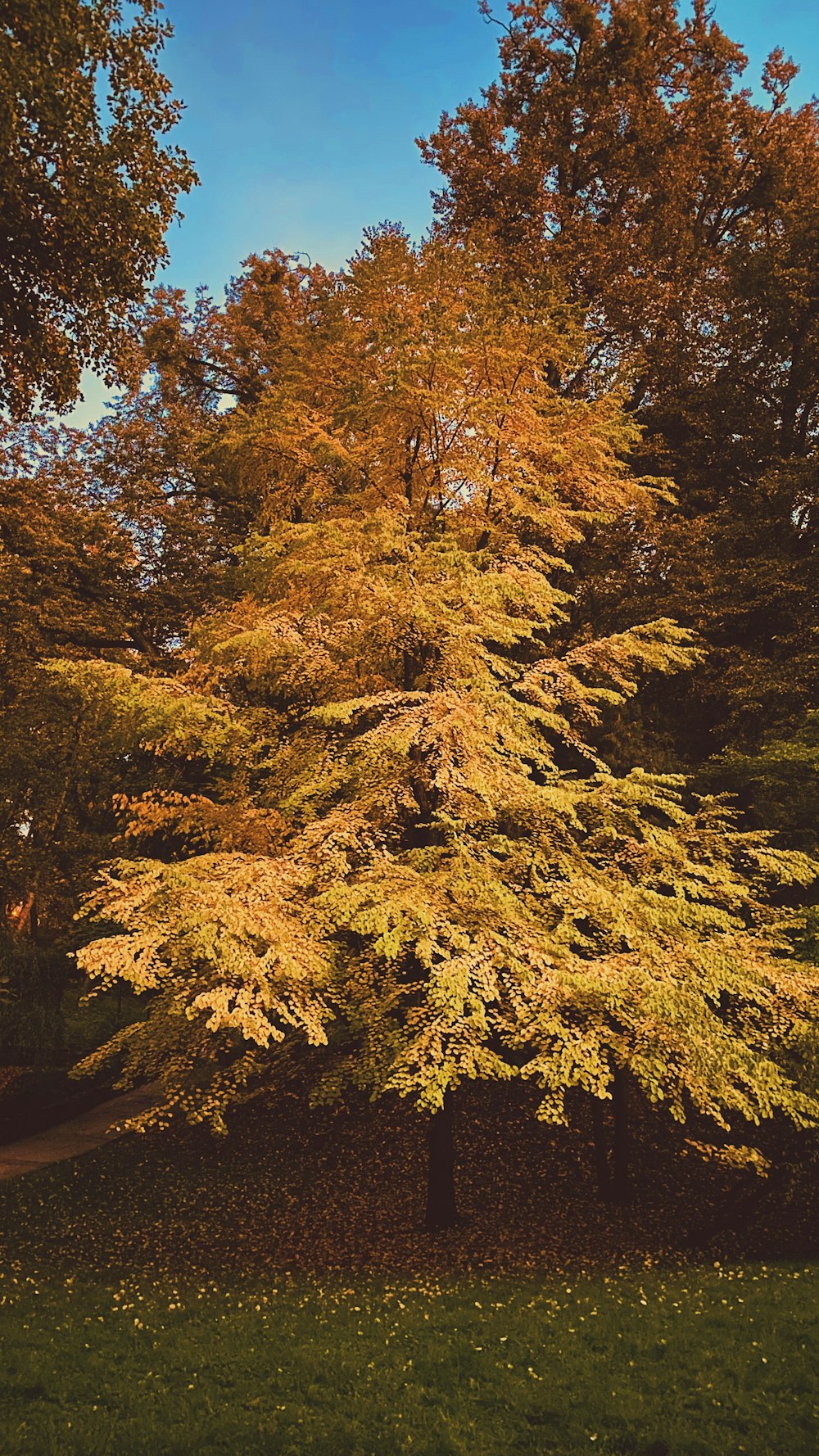 a tree with yellow leaves in a park