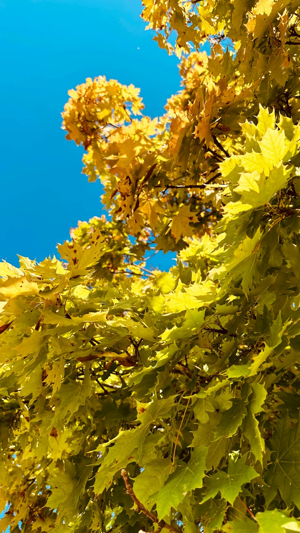 a tree with yellow leaves and a blue sky in the background