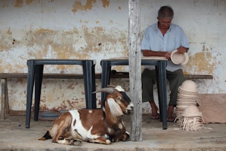 A man is sitting on a bench under a shaded area, working with some woven hats or baskets. Near him, there are plastic tables and a pile of nearly completed woven items. In the foreground, a goat is lying down on the ground, appearing relaxed.