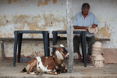 A man is sitting on a bench under a shaded area, working with some woven hats or baskets. Near him, there are plastic tables and a pile of nearly completed woven items. In the foreground, a goat is lying down on the ground, appearing relaxed.