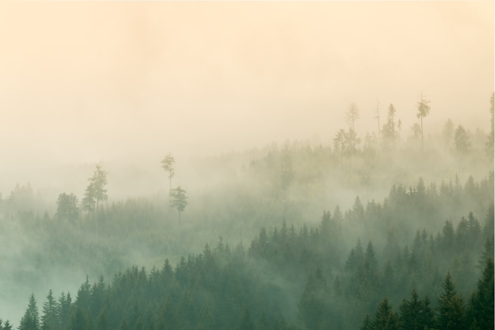 a foggy forest with trees in the foreground