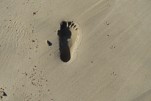 Close-up of a large, unusual footprint pressed into soft earth beside a fallen log.