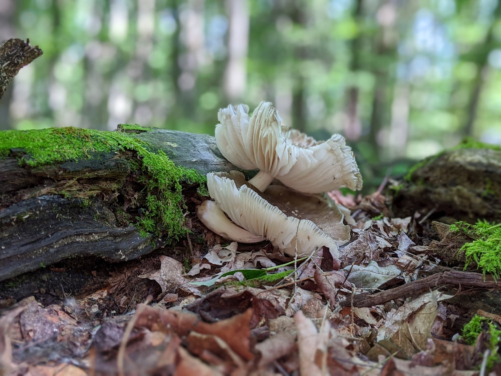 a group of mushrooms sitting on top of a forest floor