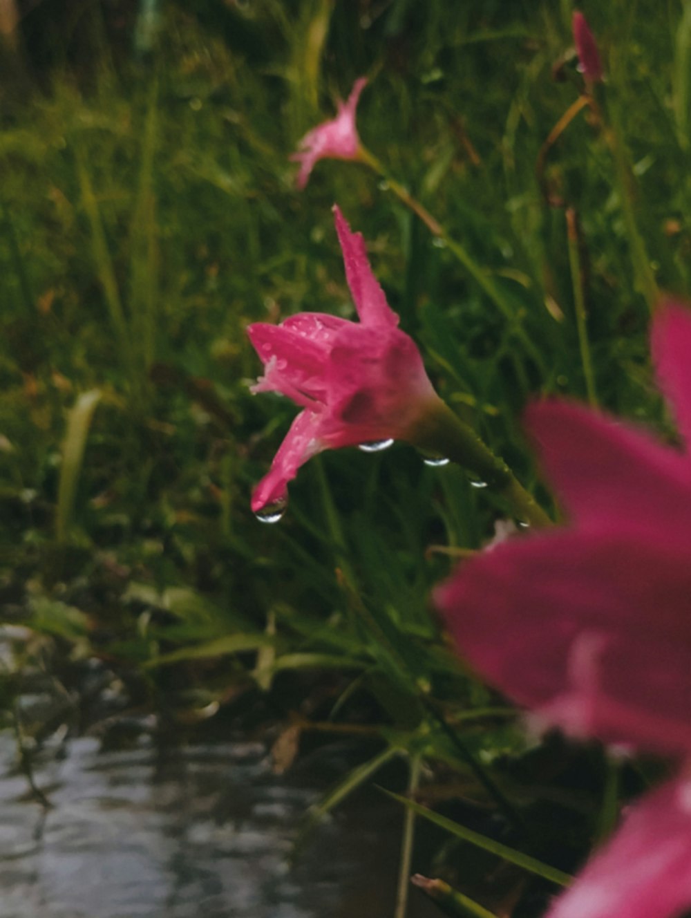 a close up of a pink flower near a body of water