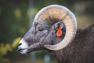 A profile of a bighorn sheep with large, curved horns and a noticeable orange ear tag marked with the number 15. The animal has a dark brown and gray coat, and the background is softly blurred with green foliage.