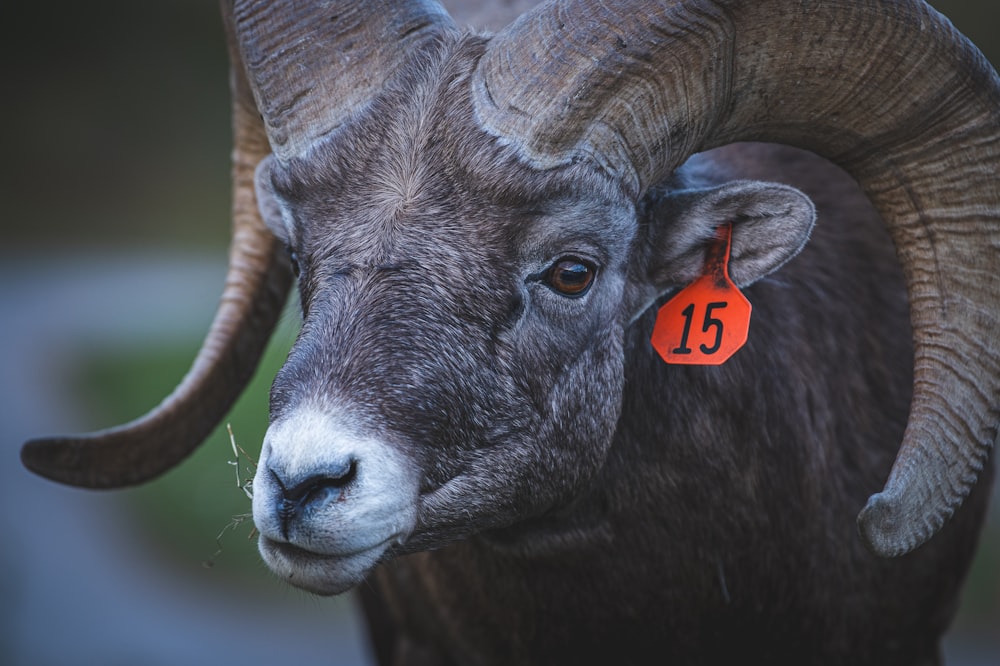 a close up of a ram with a tag on it's ear