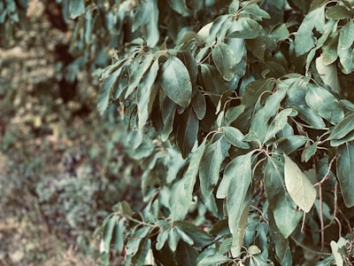 Close-up of cleanly cut branches with lush green leaves.