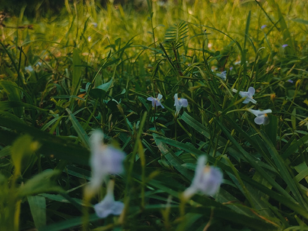 a bunch of flowers that are in the grass