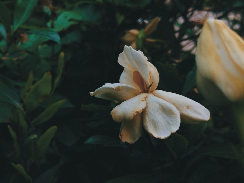 a close up of a flower on a tree