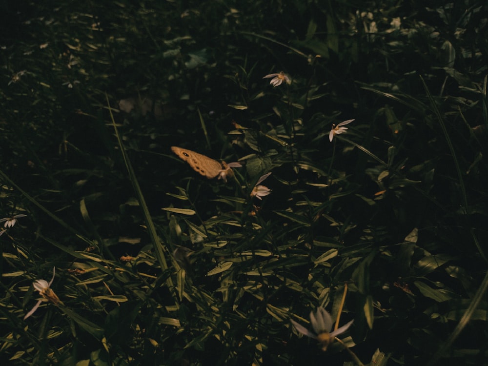 a yellow butterfly sitting on top of a lush green field