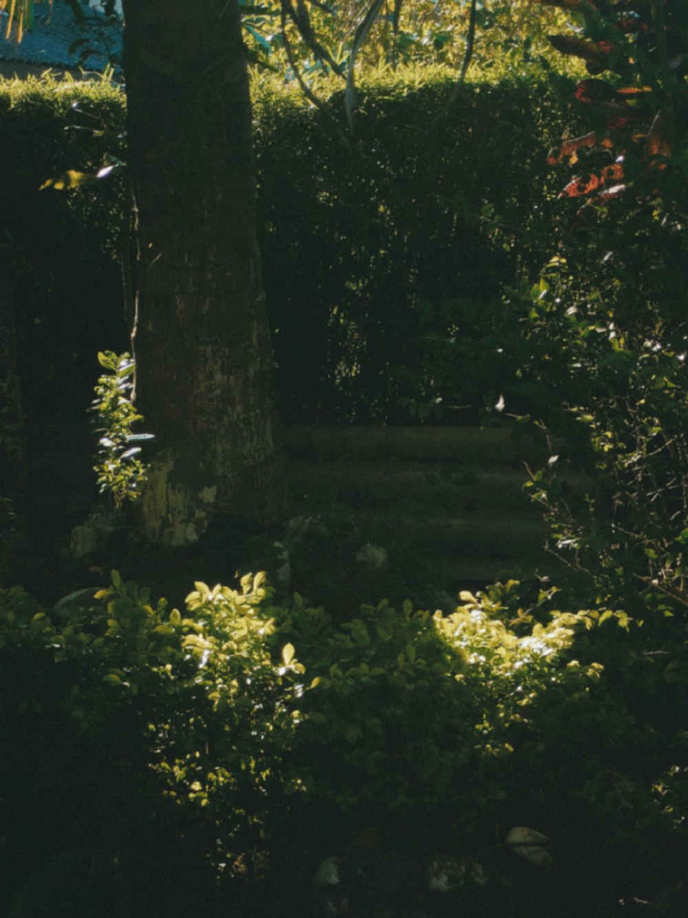 a bench sitting in the middle of a lush green forest