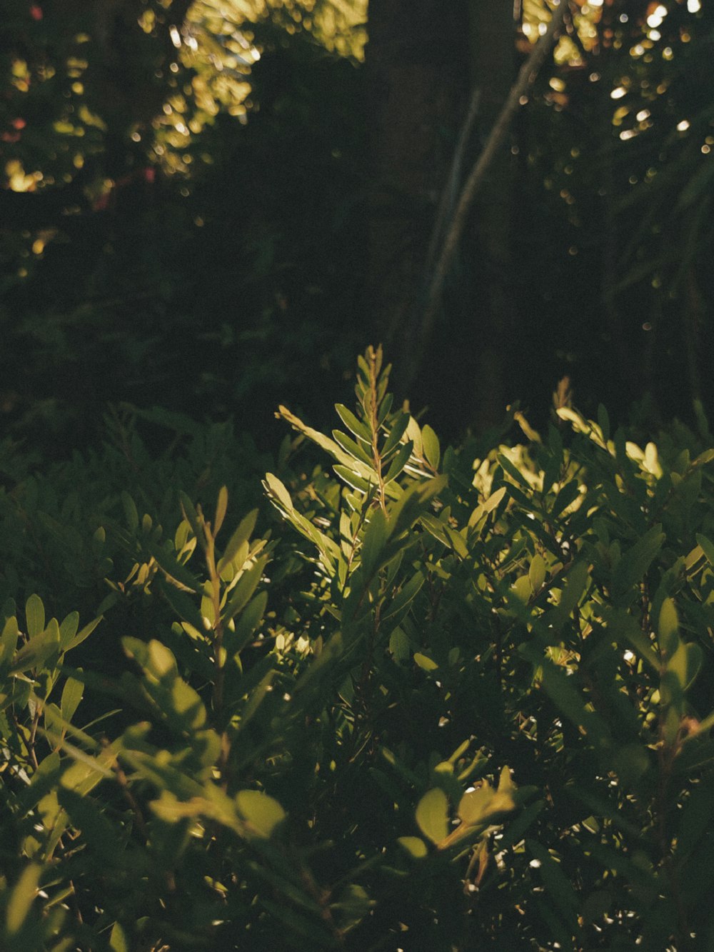 a close up of a bush with leaves and trees in the background