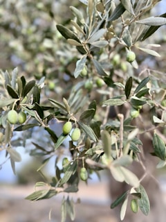 A close-up of an olive tree branch with clusters of green olives and elongated leaves. The background is softly blurred, highlighting the tree and its fruit in the foreground.