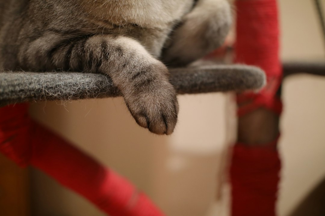 cat scratching post